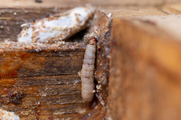 Galleria mellonella, the greater wax moth or honeycomb moth, is a moth of the family Pyralidae. greater wax moth (Galleria mellonella) parasitization honeybees and results of its work.