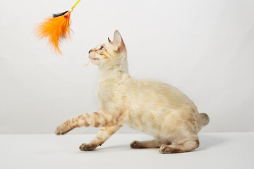 a kitten of the Bengal breed of cats color sepia on a white background