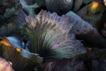 Cabbage leaf close up. Textured leaf of red cabbage. Macro photo. Photo for background.
