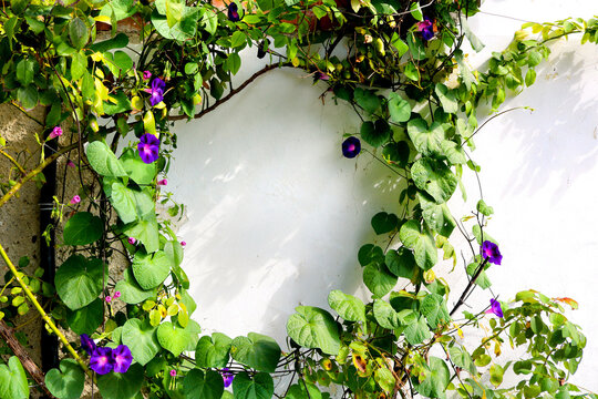 natural floral wreath with purple flowers over a blank white wall background