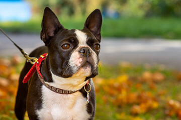 Boston terrier dog outside. Dog in beautiful red and yellow park in autumn