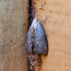 Galleria mellonella, the greater wax moth or honeycomb moth, is a moth of the family Pyralidae....