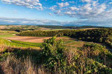 Vineyard in Arnex, Vaud Switzerland during summer in a sunny day