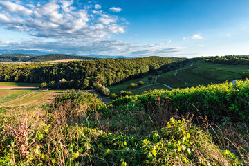 Vineyard in Arnex, Vaud Switzerland during summer in a sunny day