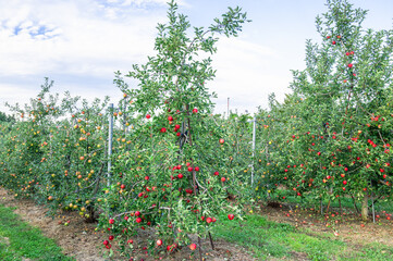 Fototapeta na wymiar 果樹園のリンゴの木