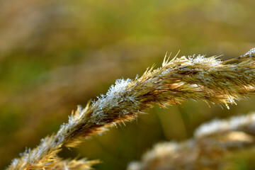 The picture shows a close-up of a spike with seeds of dry grass covered with drops of morning dew.