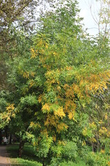 A tree with green and yellow leaves on the branches. Russia.