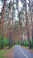 park pine forest path forest summer high trees trunks