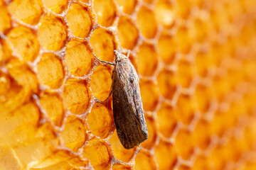 Galleria mellonella, the greater wax moth or honeycomb moth, is a moth of the family Pyralidae. greater wax moth (Galleria mellonella) parasitization honeybees and results of its work. - obrazy, fototapety, plakaty
