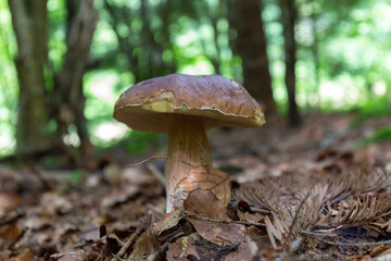 Boletus edulis edible mushroom in the forest. Mushroom called - cep, penny bun, porcino or porcini