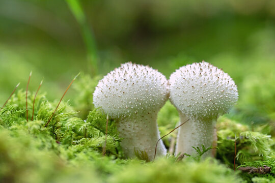 Common puffball fungus (Lycoperdon perlatum).
