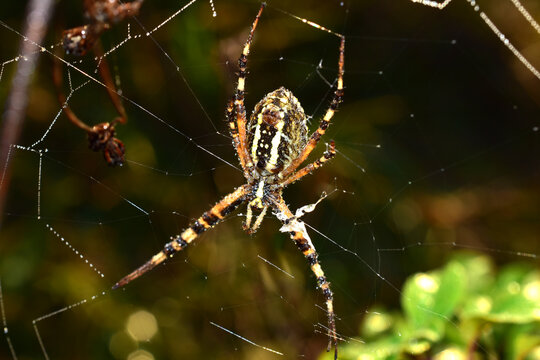 The picture shows a close-up of a striped wasp spider, shot from the side of the abdomen, sitting on a cobweb entwined on the grass.