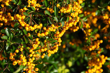 Natural background with many yellow Pyracantha berries