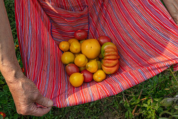 Elder woman arm holds organic ripe yellow tomatoes in red striped apron. Wrinkled skin hand with varicose vein of 80s years woman picking vegetables at kitchen garden. Vegetable harvesting