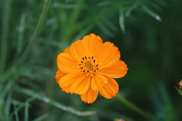 Orange Flower in the Garden