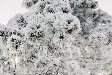 Winter forest with pine trees. Frozen branches with snow in December.