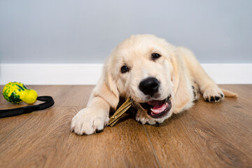 Male golden retriever puppy eating a bone to clean his teeth on modern vinyl panels in home living room.