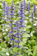 Ajuga reptans grows and blooms in herbs