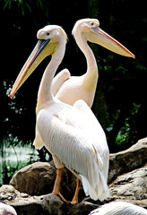 Close-up of two pelicans on a rock against dark background
