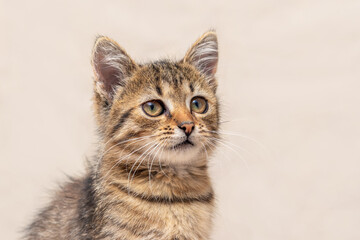 Small gray striped kitten on a light background, portrait of a kitten