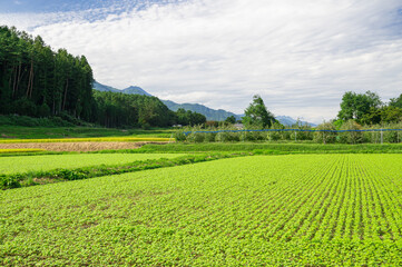 一面に広がる蕎麦の苗