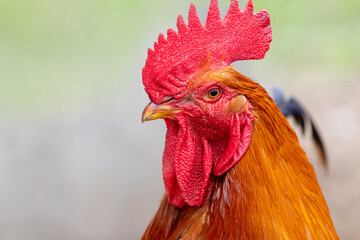 Big brown rooster on the nature close up, portrait of a rooster