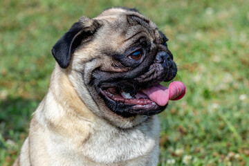 Portrait of a pug dog in profile on a background of grass