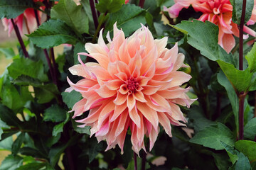 Giant Decorative Dahlia 'labyrinth' in flower © Alexandra