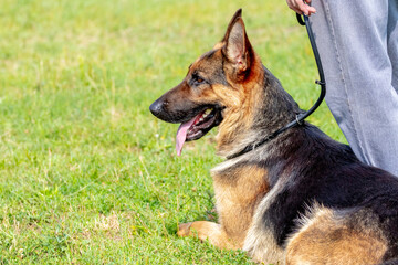 A large beautiful shepherd dog sits on the grass at the feet of the owner during a walk in the park in sunny weather