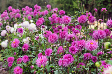 Miniature semi cactus Dahlia 'Josudi Pluto' in flower