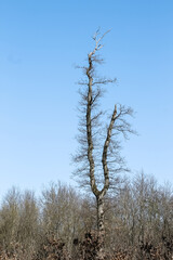 Kahler Baum im Frühling bei Sonnenschein