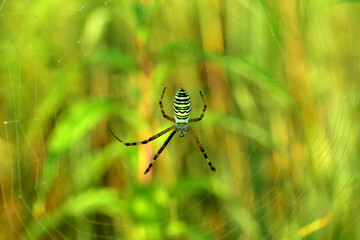 The picture shows a close-up of a large striped wasp spider hunts sitting on a web between the...