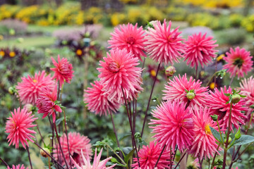 Miniature semi cactus Dahlia 'Josudi Hercules' in flower