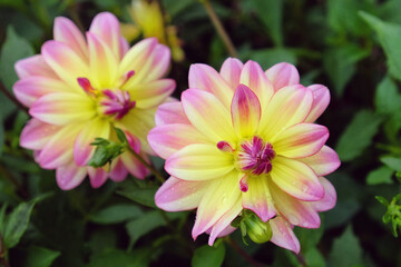 Dwarf dahlia 'Pacific Ocean' in flower