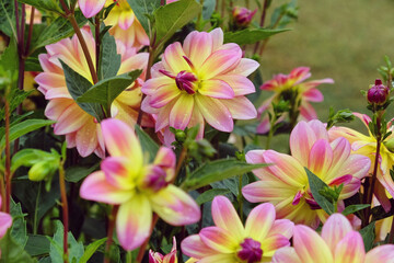 Dwarf dahlia 'Pacific Ocean' in flower
