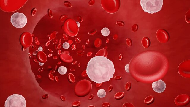 Neutrophil in bloodstream, White blood cells animation