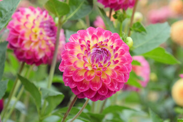 Ball dahlia 'Hapet Daydream' in flower
