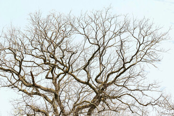 Kahler Baum im Frühling bei Sonnenschein