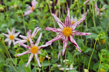 Star dahlia 'Destiny's Teachers' in flower