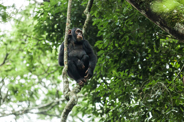 Chimpanzee resting between the tree branches. Kibale National Park, Uganda