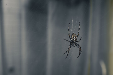 Spider on the web - crusader, Czech Republic, Europe