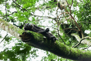 Chimpanzee lying down on the tree branch and looking up. Kibale National Park, Uganda