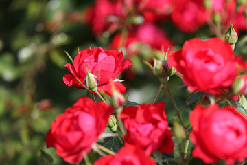 Red roses in the garden, blurred background