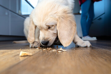 Male golden retriever puppy eats a dogs treat from modern vinyl planks in the living room of the...