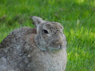 rabbit in the grass