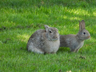 rabbit on grass with her baby