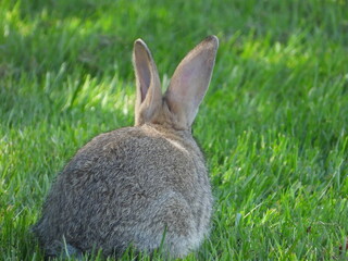 rabbit in the grass from behind