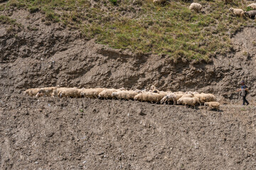 Flock of sheep on the road, mountain region of Georgia. Tusheti