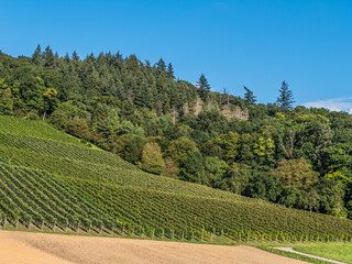 Weinberg im Spätsommer