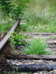 Old track overgrown with grass